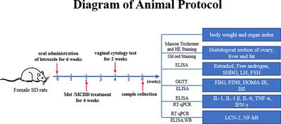 Modified Cangfu Daotan decoction ameliorates polycystic ovary syndrome with insulin resistance via NF-κB/LCN-2 signaling pathway in inflammatory microenvironment
